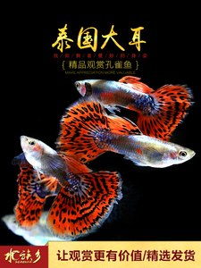 [水族乡]泰国大耳精品孔雀鱼热带观赏鱼蝶翼凤尾大耳朵宠物鱼活体