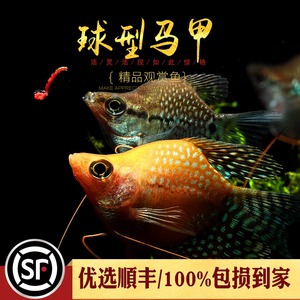 黄金珍珠马甲鱼热带观赏宠物鱼曼龙球型波子鱼草缸淡水活体小型鱼