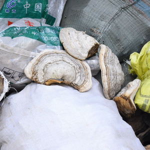 木蹄层孔菌 长白山天然灵芝 无柄 东北 木蹄灵芝 500g
