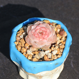 甜梦/小桃红 粉嫩带糖心 拼盘小萌物 多肉植物一物一拍 昆明初锦