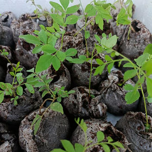 四季苗木基地淘宝咖喱树苗印度咖喱树苗果树苗广东加喱树果树苗盆栽