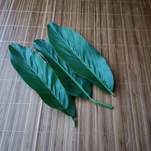 新鲜南姜叶子 装饰寿司摆盘南洋东南亚料理用 农产品100张 包邮