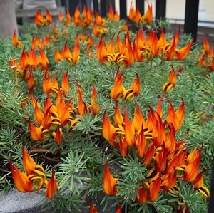 鹦鹉嘴百脉根花卉盆栽月季庭院阳台四季常绿,花叶共赏