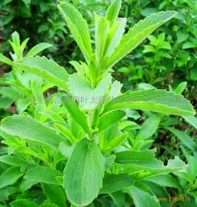 [浣花草堂]食用香草苗甜叶菊小苗/盆栽-泡茶,代替糖品 喜热宿根