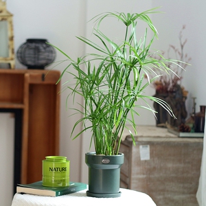 带根水培植物水竹盆栽旱伞草水生水养挺水绿植水竹客厅室内富贵竹