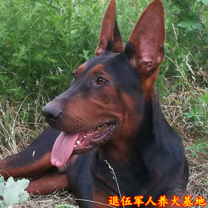 莱州红幼犬纯种苏联红犬活体巨型看家护院犬打猎犬看门狼狗大型犬