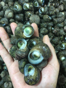 渔小妹湛江特产海鲜新鲜活无沙现捡太阳螺牛眼螺圆眼周螺大海螺