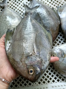 湛江特产野生海捕海鱼黑仓鱼黑鲳鱼大乌鲳鱼新鲜活冷冻深海鱼水产