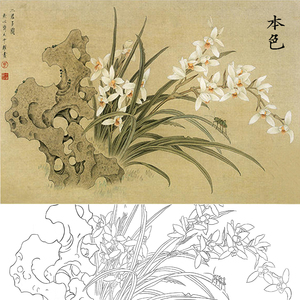 cl21高清国画工笔画兰花花卉白描底稿线描练习实物临摹过透打印底
