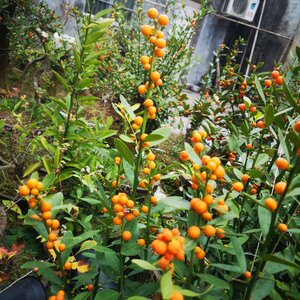 金豆盆景素材浙江温州金豆一物一拍熟桩山区野果金豆小苗金豆种子