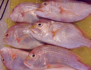 东海新鲜鱼 舟山海鲜红同盆鱼 大条真鲷鱼 3条2斤起买 1斤/500g