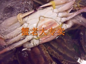 野生舟山梭子蟹 红膏蟹母蟹 暂养活蟹  1只4两左右 4斤起买 1斤