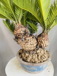 白鳞铁正宗白磷铁树盆景多头白鳞铁