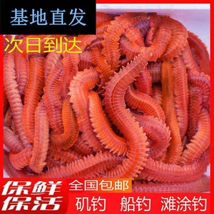 鲈鱼海虫海蚯蚓沙虫钓鱼饵料海蜈蚣活饵海钓红青虫活沙蚕鲜活包邮