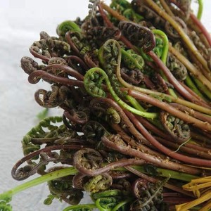 东北山野菜新鲜猴腿广东菜猫爪子蕨菜蘸酱菜春季冷棚四份顺丰包邮