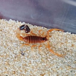 黑粗尾金蝎亚种parabuthus leiosoma 单性繁殖 宠物沙漠蝎子活体