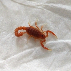 宠物蝎子品种图片