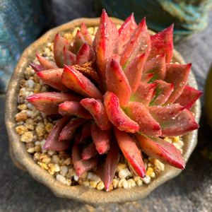 多肉植物皮蛋q蛋群生多头东云系新品一物一拍精品直播贵货包邮组