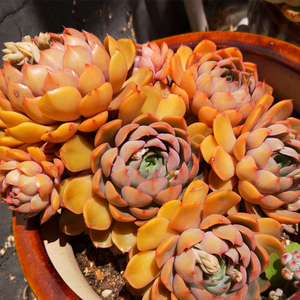 多肉植物血色浪漫玫瑰夫人多头整群老桩捧花一物一拍精品直播包邮