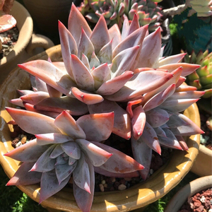 多肉植物墨西哥巨人粉巨人群生老桩一物一拍直播精品贵货包邮组合