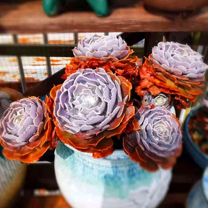 多肉植物天鹅湖利比里亚整群多头景天稀有一物一拍精品杂交包邮