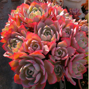 多肉植物白玫瑰老桩群生捧花景天组合精品一物一拍直播贵货包邮