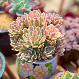 多肉植物花车锦老桩大群无砍捧花一物一拍精品直播贵货组合包邮