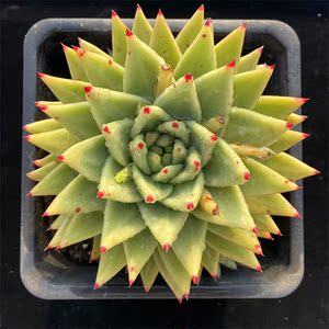 多肉植物黄金玛利亚多头群生老桩巨大景天新品一物一拍东云系组合