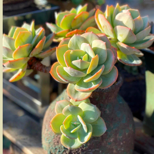 多肉植物白凤大群老桩捧花群生一物一拍精品景天组合阳台易养包邮