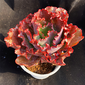 多肉植物婚纱多头群生包菜系悬崖老桩一物一拍韩国精品直播包邮