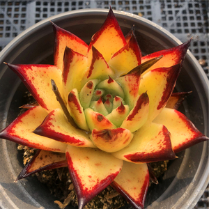 多肉植物黄皮加州乌木老桩正版贵货稀有韩国精品直播包邮一物一拍