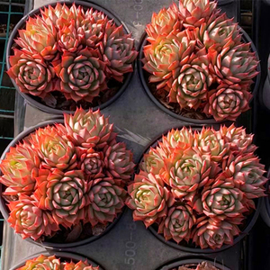 多肉植物林杰安娜整群多头东云稀有景天组合一物一拍精品贵货包邮