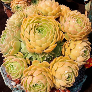 多肉植物昂斯诺群生多头老桩一物一拍韩货月影系精品组合新品包邮