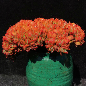 多肉植物金凤凰缀化朵朵整板一物一拍精品景天组合直播贵货包邮