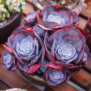 多肉植物蓝粉台阁红粉老桩整群多头一物一拍韩国精品直播贵货包邮