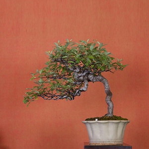 【行山居】日本山茱萸 寒茱萸 盆景盆栽 胡秃子0686