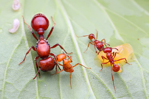 宠物蚂蚁 红胡须蚁 巴巴特斯大石竹蚁 新后pogonomyrmex barbatus