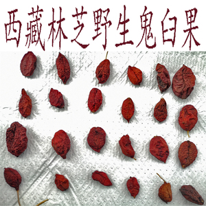 100克包邮发顺丰 西藏林芝野生鬼臼果 可以打粉 鬼臼果 桃儿七