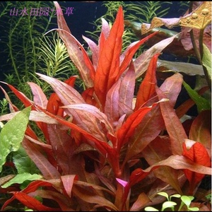 血心兰红色水草 叉柱花鱼缸水族箱造景活体植物水下叶 送10颗包邮