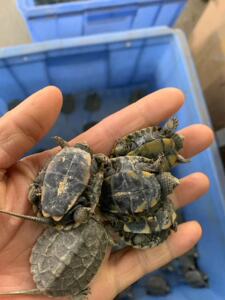 日杂草龟苗网红杂草龟杂交龟日石乌龟活体观赏宠物小乌龟新手入门