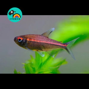 【包损】粉红霓虹灯鱼草缸群游淡水热带活体观赏鱼苗好养稀有混养