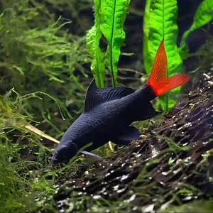 红尾黑鲨彩虹粉红工具鱼清理残渣啃缸壁除藻淡水热带活体观赏鱼