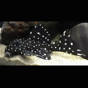 000人付款淘宝l241黑白双星坦克异形鱼 坦克类 热带鱼 南美异型鱼7