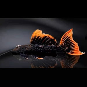 l600帝王血钻坦克类异型淡水热带活体观赏工具鱼稀有高端