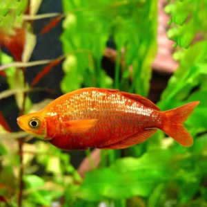 【鸽美人观赏鱼】鸽美人观赏鱼品牌,价格 - 阿里巴巴