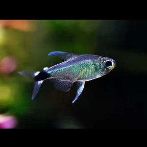 【月光海象鱼】月光海象鱼品牌,价格 - 阿里巴巴