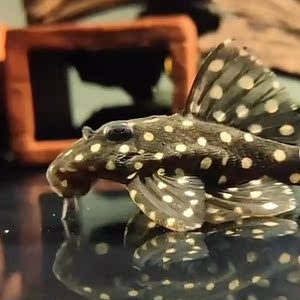 l471皇后雪球异型鱼底栖工具鱼淡水热带活体观赏鱼可混养稀有高端