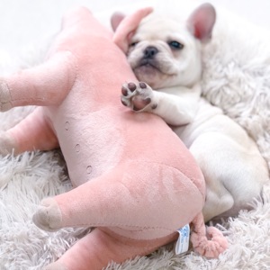 宠物陪睡玩具吉祥猪猪可爱猪仔玩具发泄玩具睡觉伴侣毛绒法斗玩具