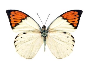 佳影 鹤顶粉蝶 蝴蝶标本 赤顶粉蝶 红襟粉蝶 科普教学收藏