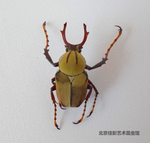佳影 黄粉鹿角花金龟标本(小型)湿虫未整姿 昆虫约2-3厘米